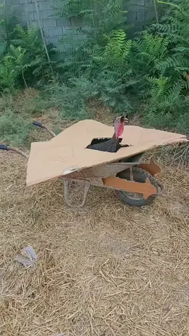 Ashley army soldier is ready for duty. driver of tank and f35. #army ...