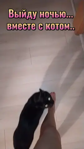 Выйду ночь с котом... #пэт_комедия #необычныйпэт #котики #пэт_друг #п...