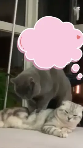 TikTok video #7019994518778809601