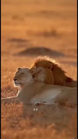Beautiful animals #lion #animals #nature #foryou #fyp 