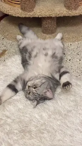 #котики🐈 #милыекотики #жара2021