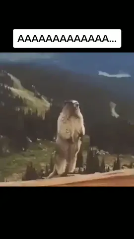 орущий бобер #ааа... #ору