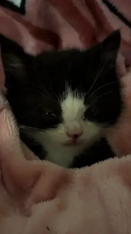 So cute #cutecat #pet #kucing #kitty #funny 