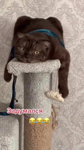 🥰🥰🥰#котикиии #котшотландец #рекомендации❤️❤️