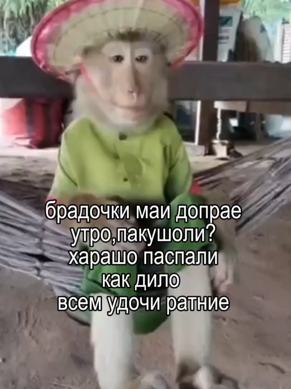 #bibizyankabrad #monkey #бибизяна 