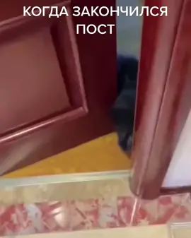 #кошкиприколы #кошечка #кошкалана #кошкаприкол #кошкамисса #животныеп...