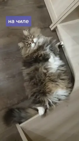 #catlife #siberiancat #olivka_siberian_cat