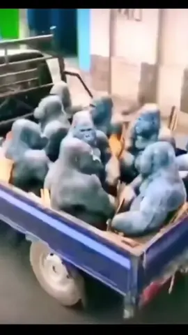 #stitch with @la_habibo gorillas #gorilla #foryou #fyp