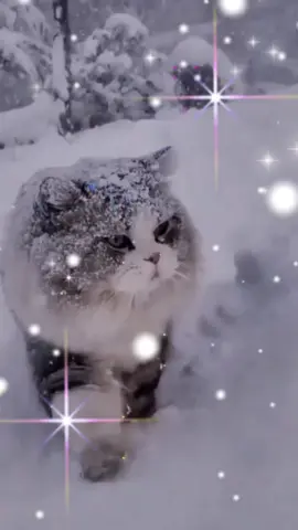 TikTok video #7061682819495496961