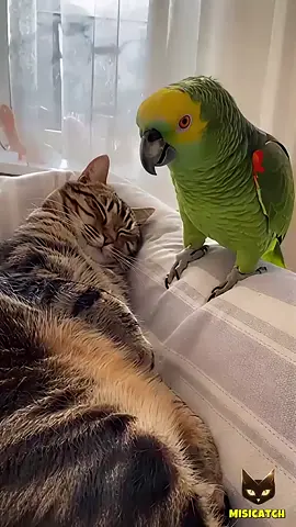 TikTok video #7577537327224999190