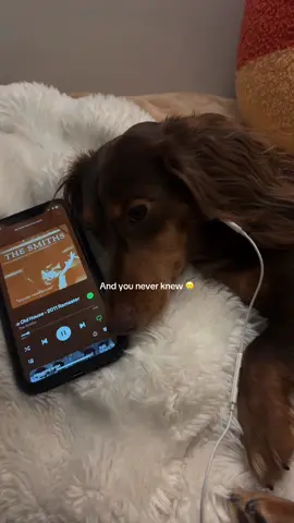 #thesmiths #dachshund 