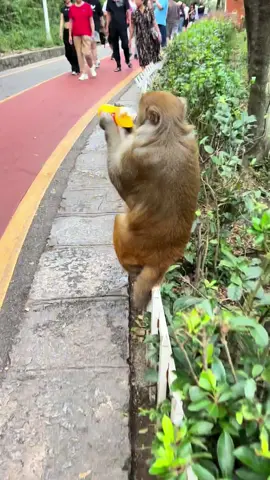 Interesting monkey #funny #funnyvideos #foryou #fyp #pet #funnytiktok...