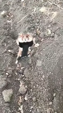 #boberekk #życie #boberkurwa #smieszne #zabawnefilmiki #bober #przyro...