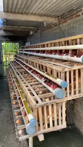 #poultry #foryoupage 