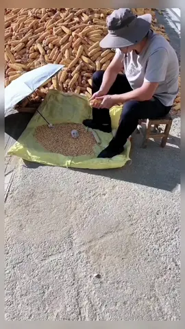 #small #Cute #hamster #cutebaby #pet #drive 