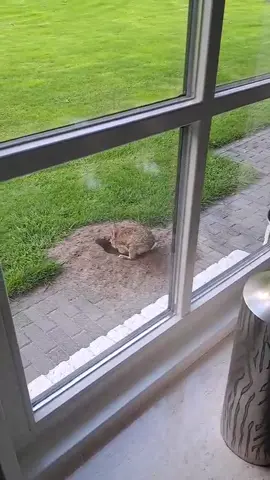 Wild konijn graaft haar jongen uit Marion Krikhaar, lid van onze voge...