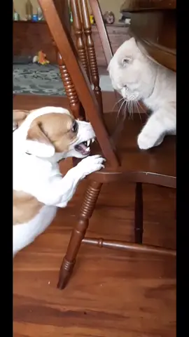 TikTok video #7017806049604324610