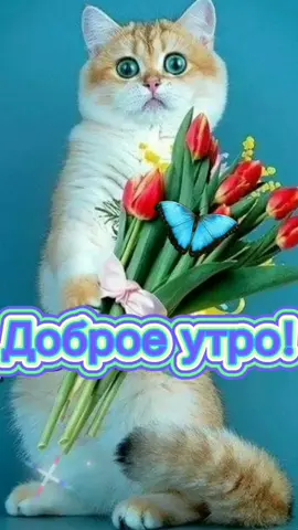 TikTok video #7070936012834360577