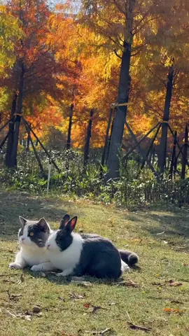 #rabbit #rabbitsoftiktok #cat #cats #cutepet #cutecat #catsoftiktok #...