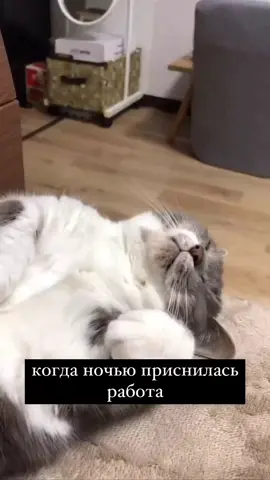 #мемкомедия#мемчик#животныеприколы#cats#мем 