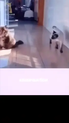 #кот #бои