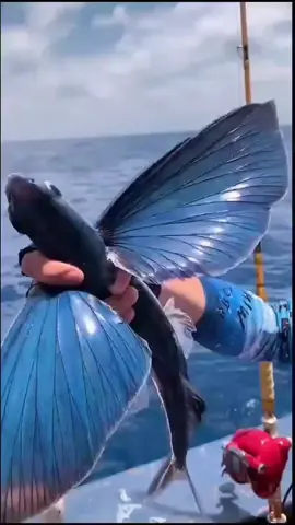 #creatorsearchinsights #SeaLife #ShipLife #OceanVibes #SailorLife