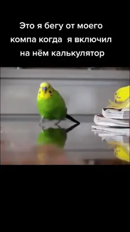 #рек #попугайбежитотвзрыва #бомжизафрики #ранвасяран