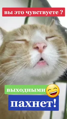 TikTok video #7053107551411490050