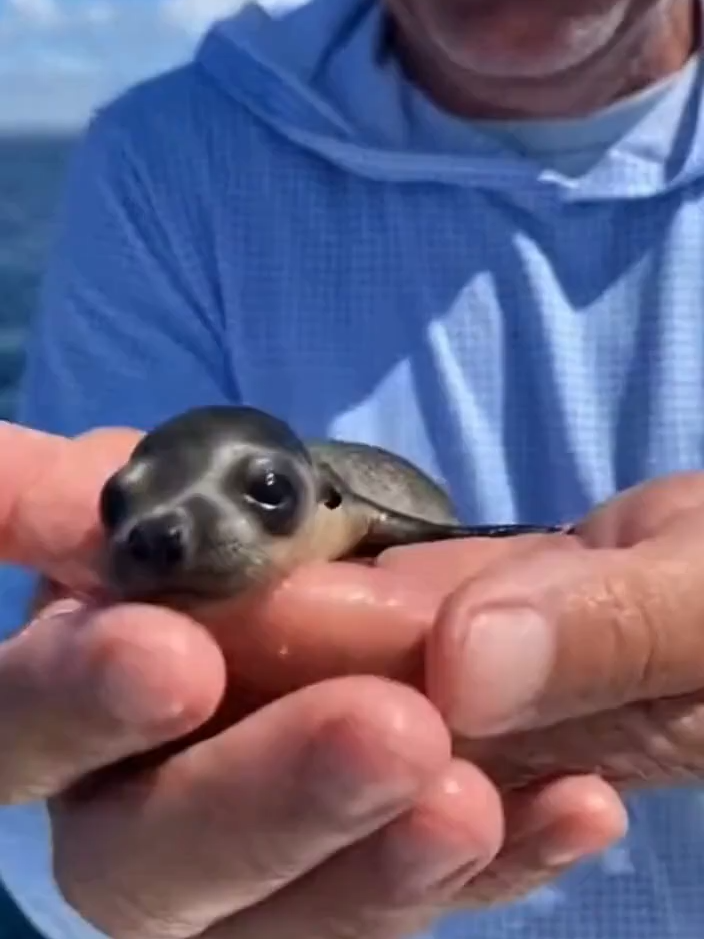 He is so small 😂 #funny #animals #sealion #baby