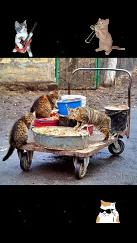 шансон, не больше 🐱