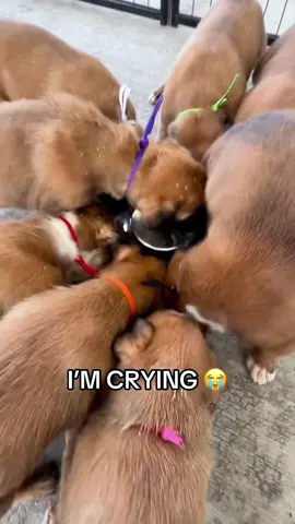 He Acts Like He’s Never Eaten Before 😂#dog #doglover #dogsoftiktok #f...