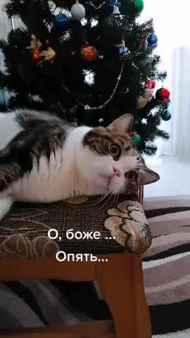 #какяустал #хочуврек #animals #котикиприколы