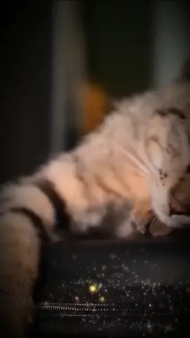 TikTok video #7061090381953256705