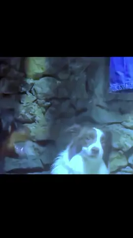 the ragebait didn’t work (song: ilyTOMMY - sick & tired 3) #ilytommy ...