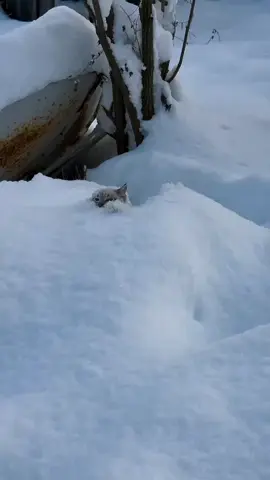 ❄️ Зима і котики ❄️ #🤗🤗🤗🤗🤗🤗🤗 