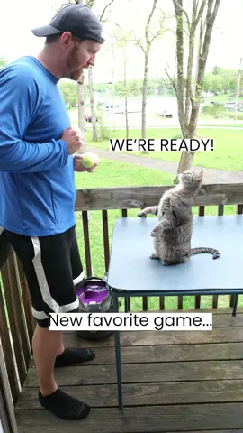 Cat Plays Fetch with the Dog