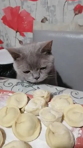 #Босс #пельмешек #одинмаленькийкусочек