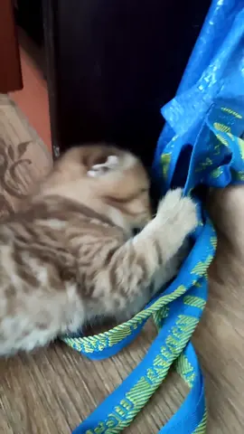 вот такие они,мамы🙈🤪🤣#котикиприколы2022 #котокамера #catsvideo #scott...