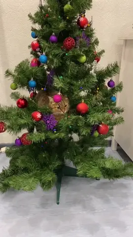 #кошкирулят #смешныеживотные #рек #кошечка #кошкаиелка #новыйгод2021 ...