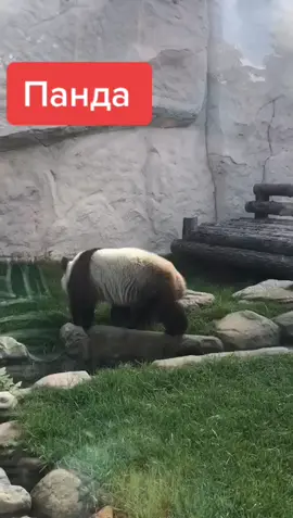 @mr.nebrask.a Панда