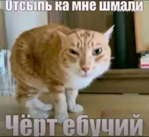 TikTok video #7598295366118739214