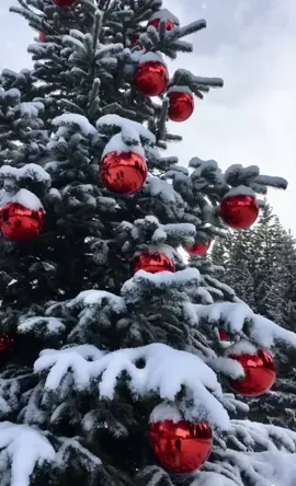 TikTok video #7052766117579869441