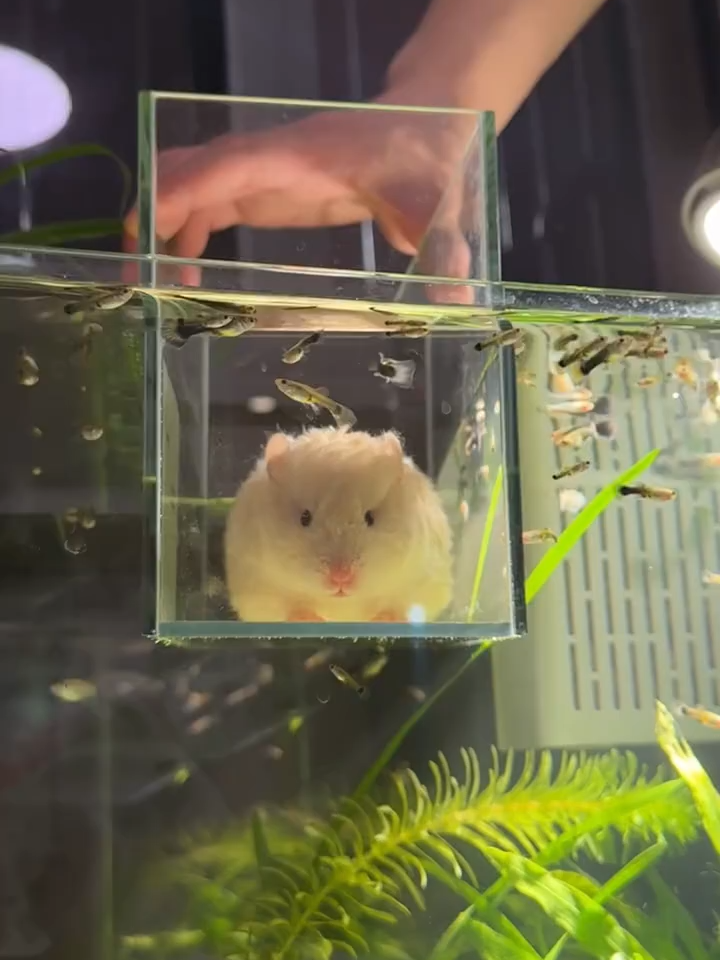 #hamstersoftiktok #tiktok #hamster #hamsters