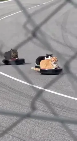 #nascar #roomba #catsoftiktok 