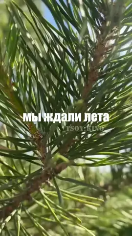 #ВНашихГлазах #ГруппаКино #ВикторЦой #ЦойЖив #ЦойЛегенда #Цой #Рок #Р...