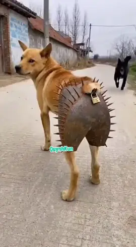 tức thật chứ #quynhkun 