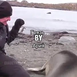 Грязь by Ария seal music video for @UnterTone  #seal #sealtok #Грязь ...