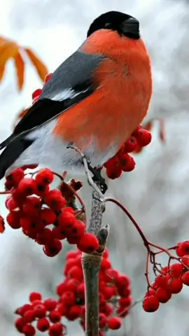 TikTok video #7059037405235514626