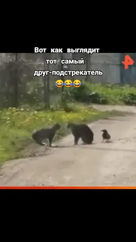 TikTok video #7051266986025749761