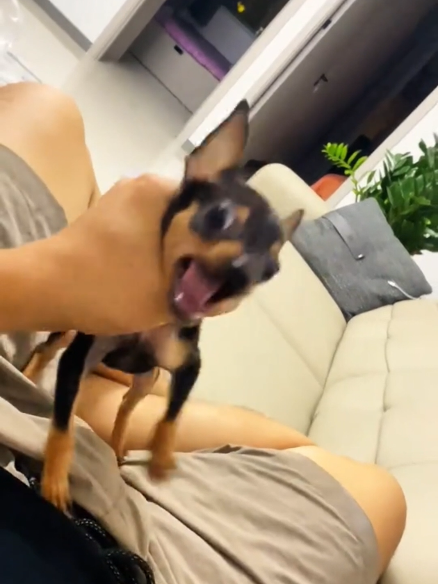 Angry Chihuahua #viralvideo #funnymoments #funnychihuahua#chihuahuati...